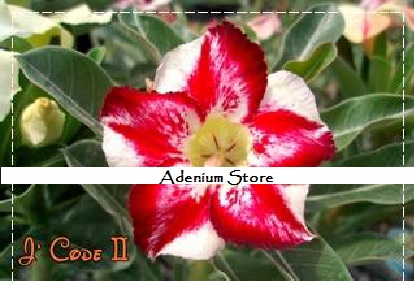 (image for) New Adenium 'J Code II' 5 Seeds - Click Image to Close